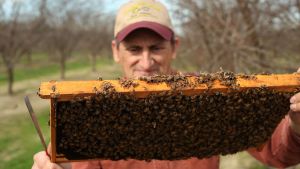 Beekeepers and Scientists Join Forces to Protect the Pollinators