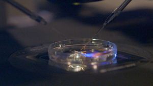 Genetic Screening: Controlling Heredity