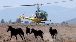 Horses: Wild, But Not Free