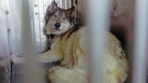 Reintroducing Wolves to Yellowstone was a Success. That’s When Trouble ​Began.