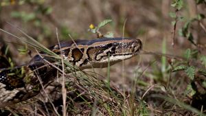 This Snake Is Eating the Everglades