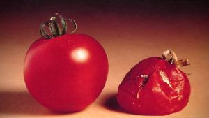 GMO Food Fears and the First Test Tube Tomato