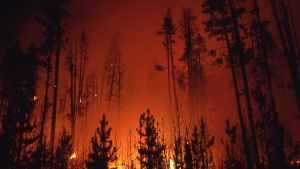 Blazes That Damaged Yellowstone Changed Wildfire Strategy
